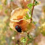 Ground Shield Bug (Choerocoris paganus) on Brilliant Hopbush (Dodonaea microzyga), Alice Springs Desert Park NT