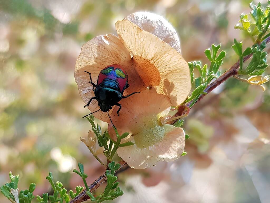 Ground Shield Bug (Choerocoris paganus) on Brilliant Hopbush (Dodonaea microzyga), Alice Springs Desert Park NT