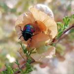 Ground Shield Bug (Choerocoris paganus) on Brilliant Hopbush (Dodonaea microzyga), Alice Springs Desert Park NT