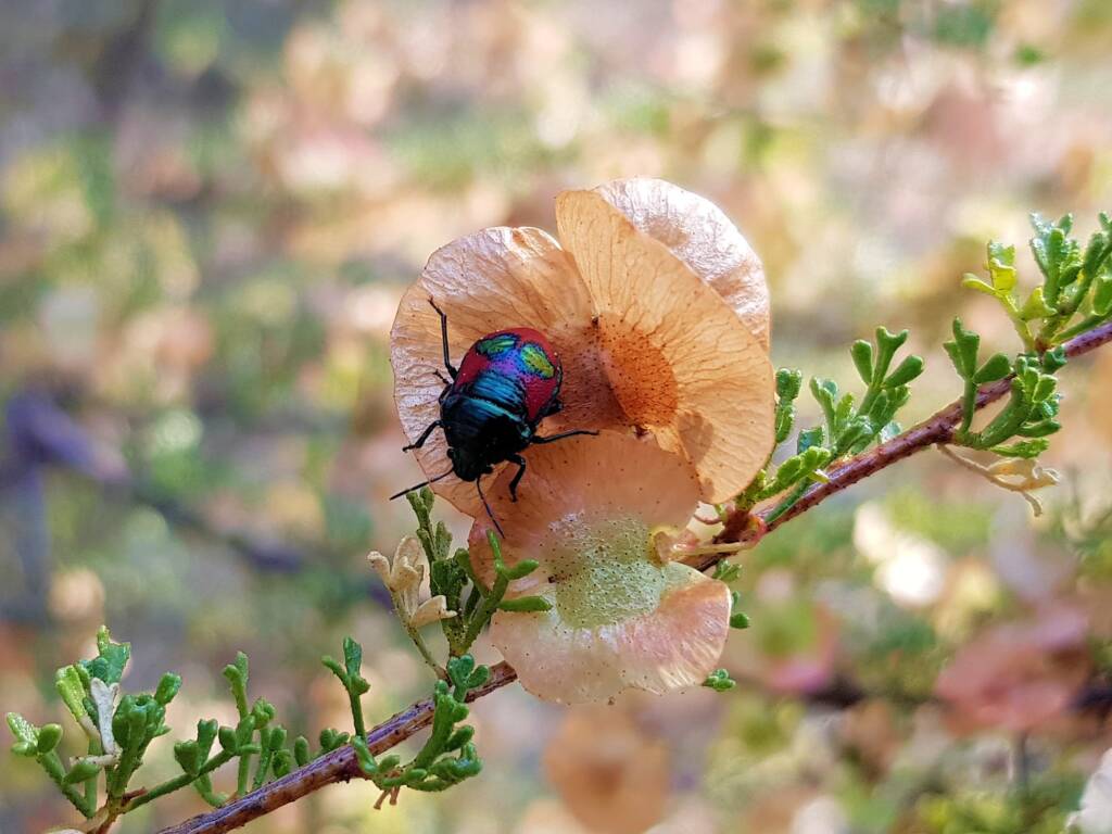 Ground Shield Bug (Choerocoris paganus) on Brilliant Hopbush (Dodonaea microzyga), Alice Springs Desert Park NT