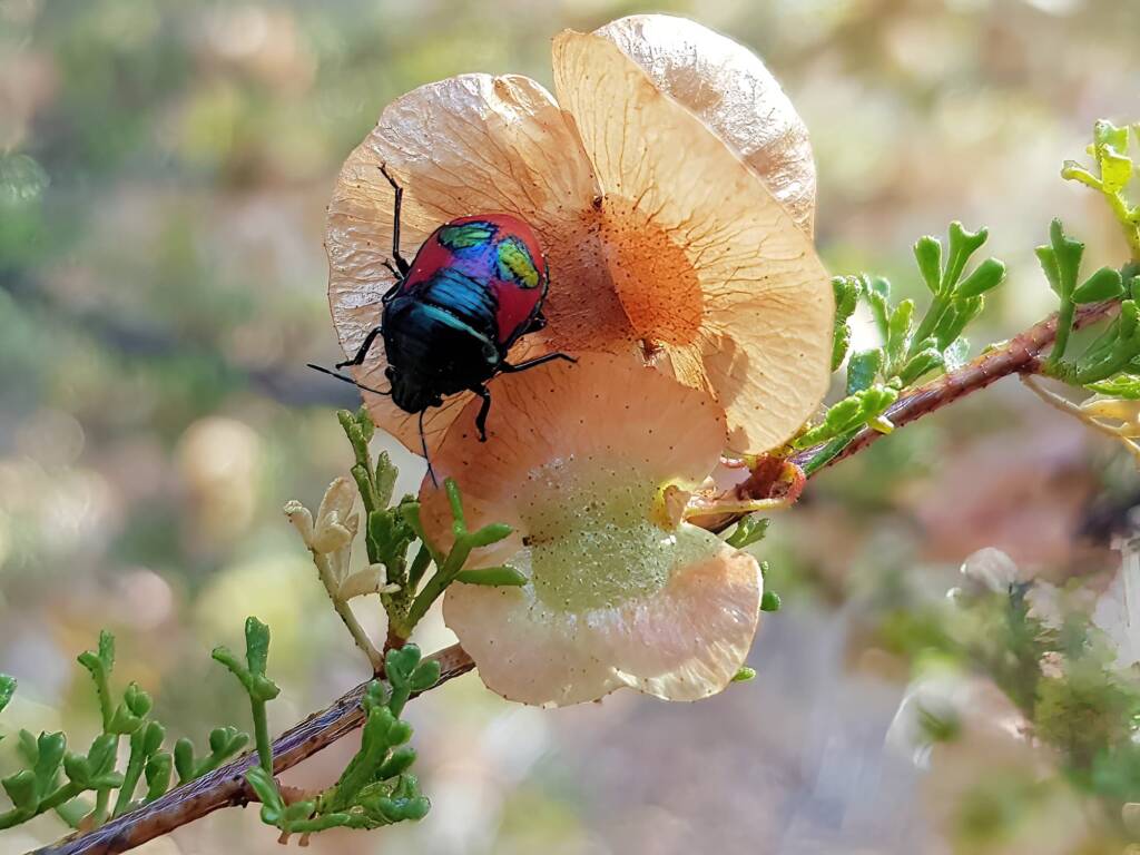 Ground Shield Bug (Choerocoris paganus) on Brilliant Hopbush (Dodonaea microzyga), Alice Springs Desert Park NT