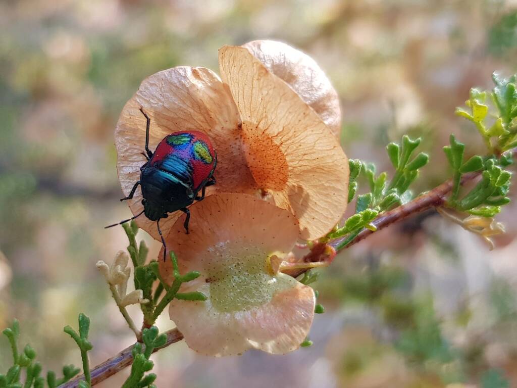 Ground Shield Bug (Choerocoris paganus) on Brilliant Hopbush (Dodonaea microzyga), Alice Springs Desert Park NT