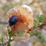 Ground Shield Bug (Choerocoris paganus) on Brilliant Hopbush (Dodonaea microzyga), Alice Springs Desert Park NT
