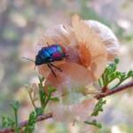 Ground Shield Bug (Choerocoris paganus) on Brilliant Hopbush (Dodonaea microzyga), Alice Springs Desert Park NT