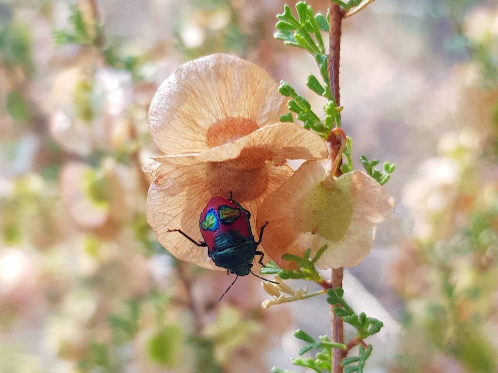Ground Shield Bug (Choerocoris paganus) on Brilliant Hopbush (Dodonaea microzyga), Alice Springs Desert Park NT