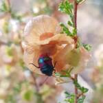 Ground Shield Bug (Choerocoris paganus) on Brilliant Hopbush (Dodonaea microzyga), Alice Springs Desert Park NT
