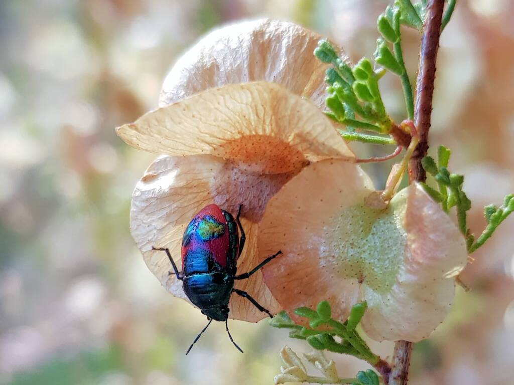 Ground Shield Bug (Choerocoris paganus) on Brilliant Hopbush (Dodonaea microzyga), Alice Springs Desert Park NT