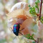 Ground Shield Bug (Choerocoris paganus) on Brilliant Hopbush (Dodonaea microzyga), Alice Springs Desert Park NT