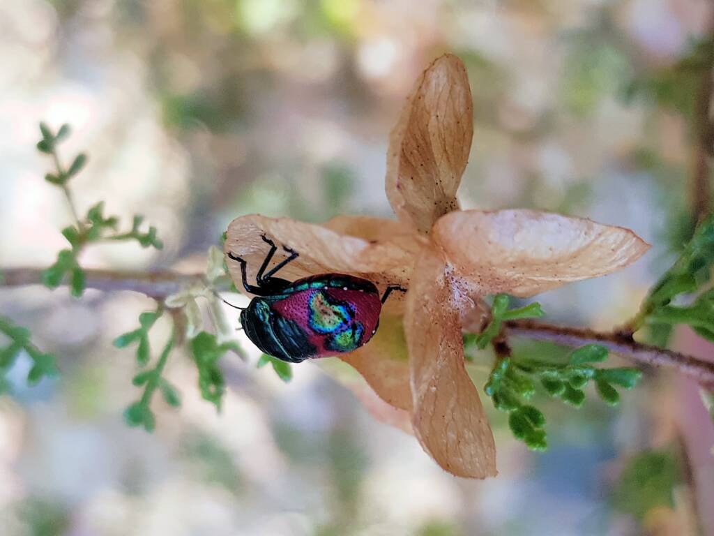 Ground Shield Bug (Choerocoris paganus) on Brilliant Hopbush (Dodonaea microzyga), Alice Springs Desert Park NT