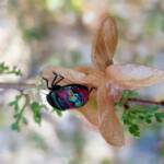 Ground Shield Bug (Choerocoris paganus) on Brilliant Hopbush (Dodonaea microzyga), Alice Springs Desert Park NT