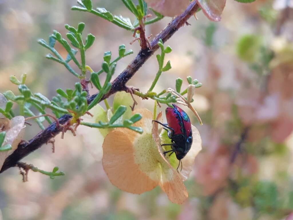 Ground Shield Bug (Choerocoris paganus) on Brilliant Hopbush (Dodonaea microzyga), Alice Springs Desert Park NT