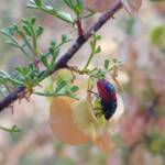 Ground Shield Bug (Choerocoris paganus) on Brilliant Hopbush (Dodonaea microzyga), Alice Springs Desert Park NT