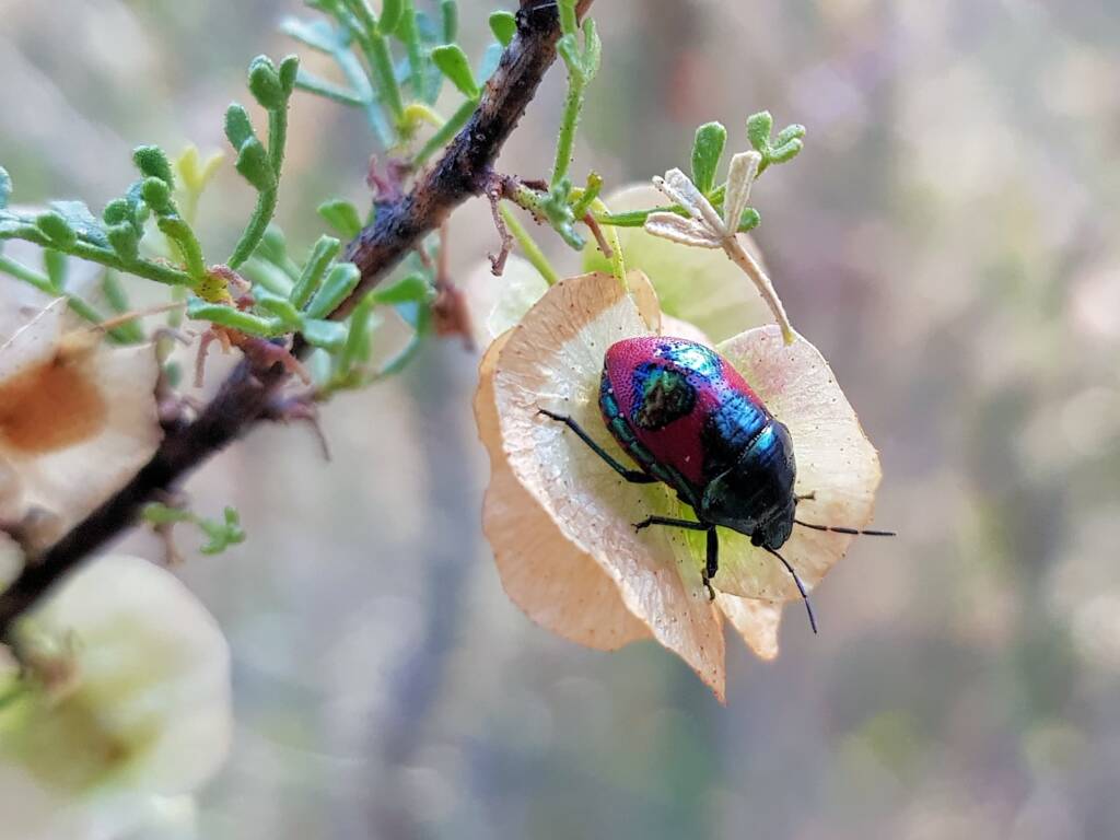 Ground Shield Bug (Choerocoris paganus) on Brilliant Hopbush (Dodonaea microzyga), Alice Springs Desert Park NT