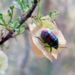 Ground Shield Bug (Choerocoris paganus) on Brilliant Hopbush (Dodonaea microzyga), Alice Springs Desert Park NT