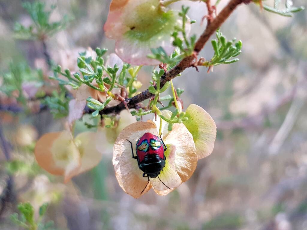 Ground Shield Bug (Choerocoris paganus) on Brilliant Hopbush (Dodonaea microzyga), Alice Springs Desert Park NT