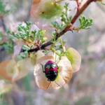 Ground Shield Bug (Choerocoris paganus) on Brilliant Hopbush (Dodonaea microzyga), Alice Springs Desert Park NT