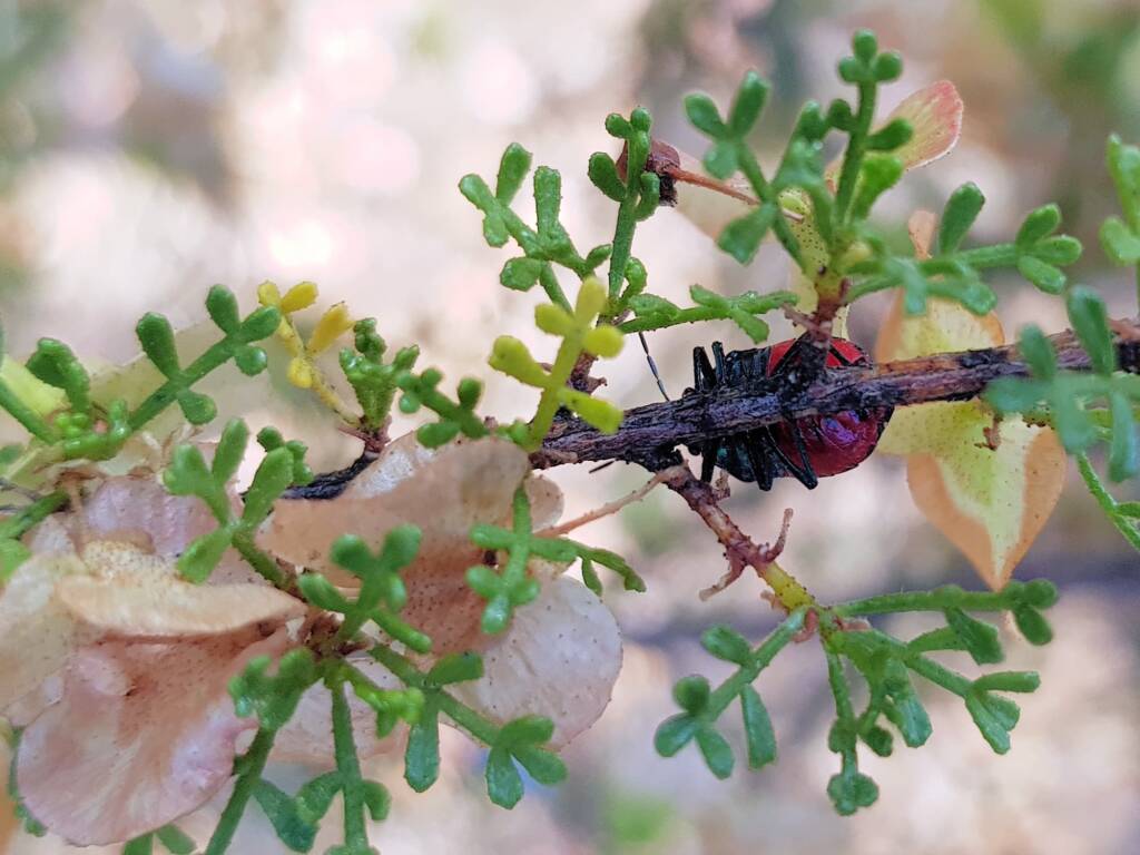 Ground Shield Bug (Choerocoris paganus) on Brilliant Hopbush (Dodonaea microzyga), Alice Springs Desert Park NT