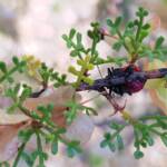 Ground Shield Bug (Choerocoris paganus) on Brilliant Hopbush (Dodonaea microzyga), Alice Springs Desert Park NT