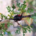 Ground Shield Bug (Choerocoris paganus) on Brilliant Hopbush (Dodonaea microzyga), Alice Springs Desert Park NT