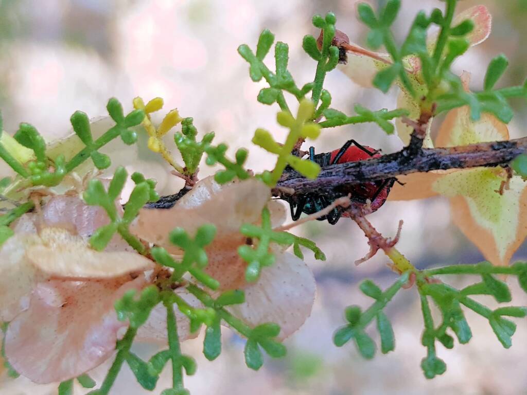 Ground Shield Bug (Choerocoris paganus) on Brilliant Hopbush (Dodonaea microzyga), Alice Springs Desert Park NT