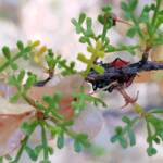 Ground Shield Bug (Choerocoris paganus) on Brilliant Hopbush (Dodonaea microzyga), Alice Springs Desert Park NT