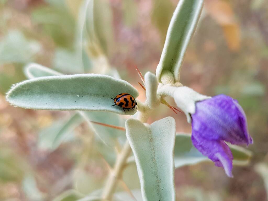 Transverse Ladybird (Coccinella transversalis), Alice Springs Desert Park NT