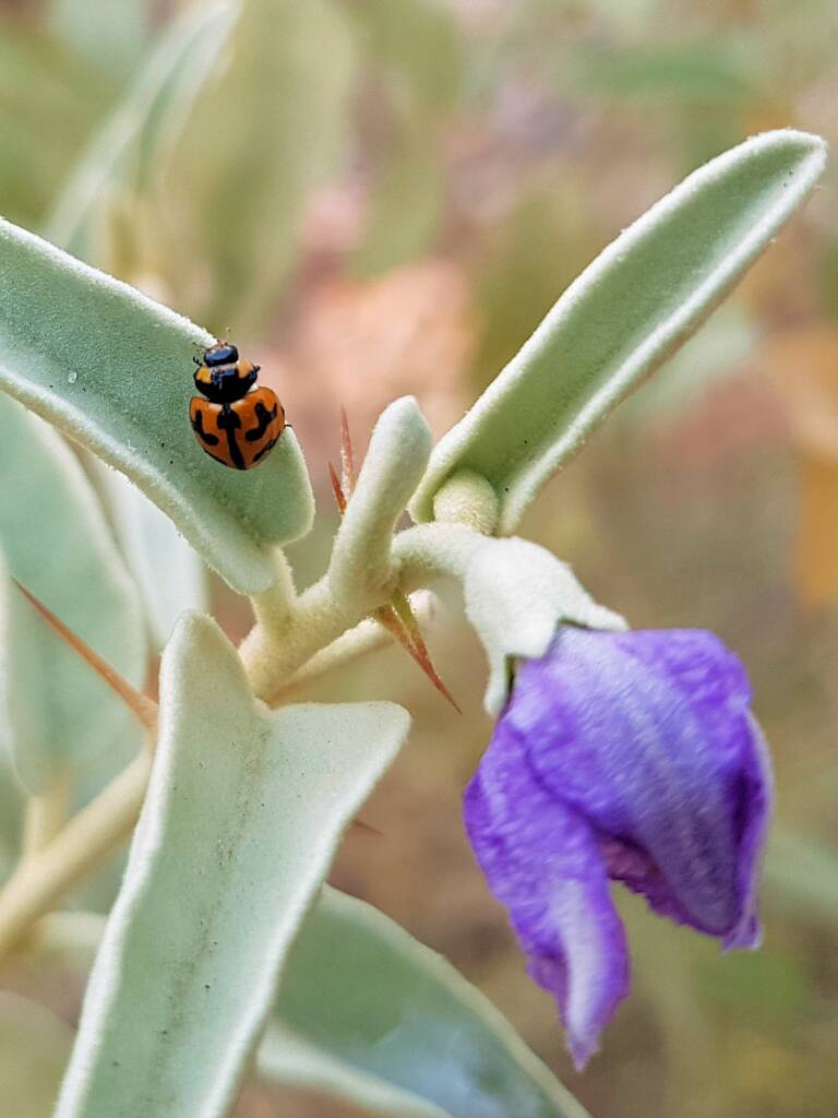 Transverse Ladybird (Coccinella transversalis), Alice Springs Desert Park NT