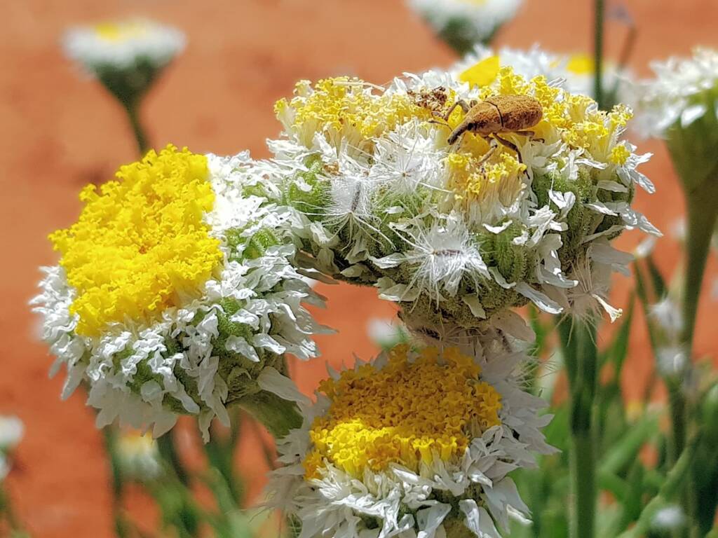 Snout Beetle (genus Lixus, family Curculionidae), Alice Springs NT