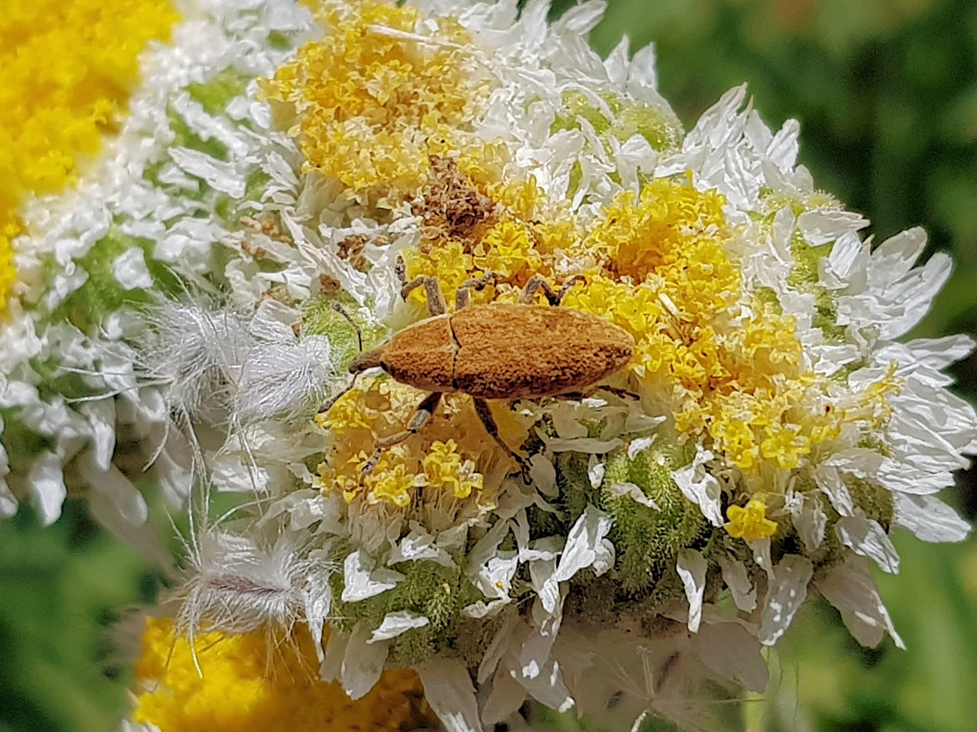 Snout Beetle (genus Lixus, family Curculionidae), Alice Springs NT