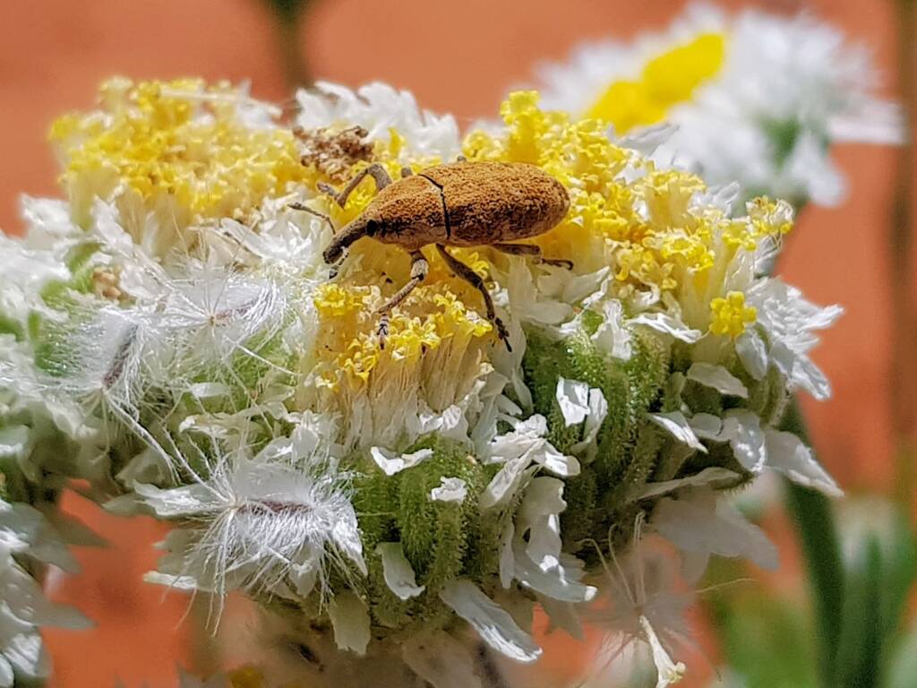 Snout Beetle (genus Lixus, family Curculionidae), Alice Springs NT