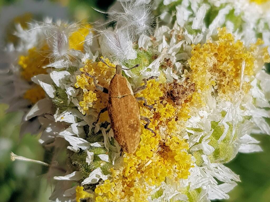 Snout Beetle (genus Lixus, family Curculionidae), Alice Springs NT