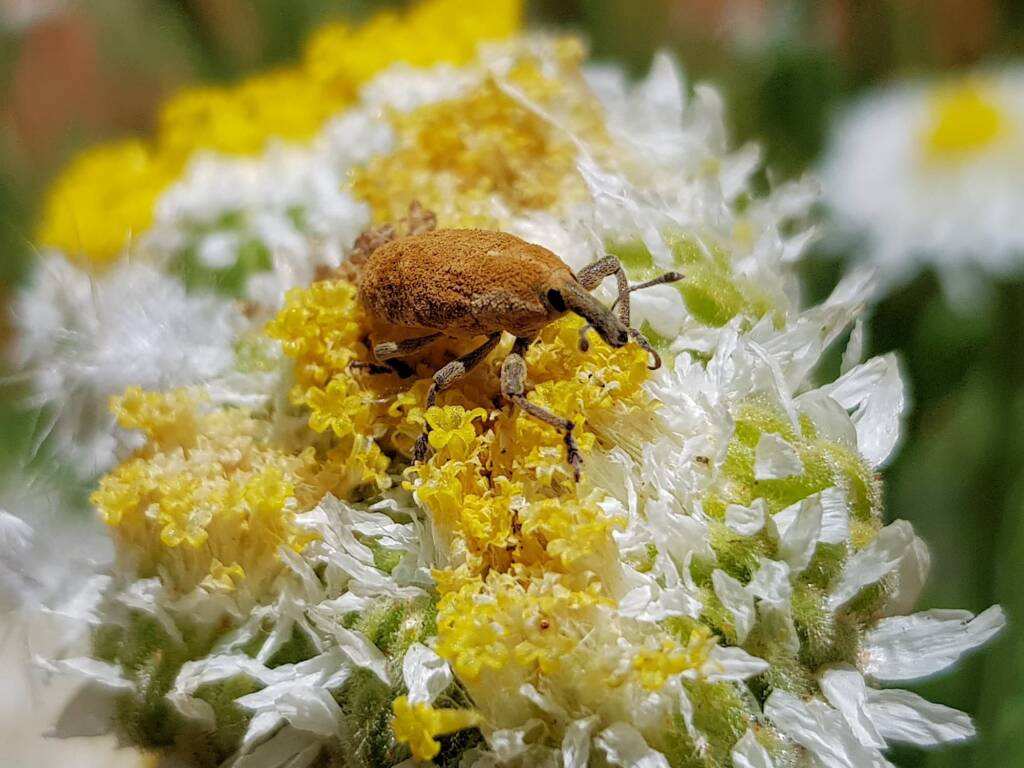 Snout Beetle (genus Lixus, family Curculionidae), Alice Springs NT