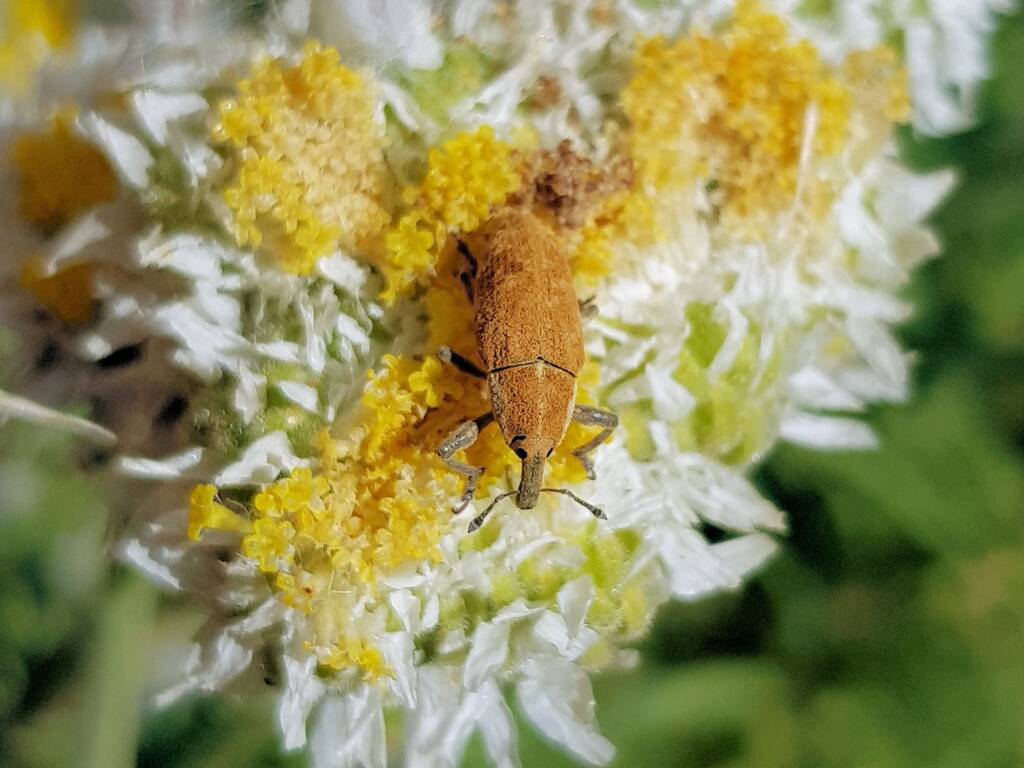 Snout Beetle (genus Lixus, family Curculionidae), Alice Springs NT
