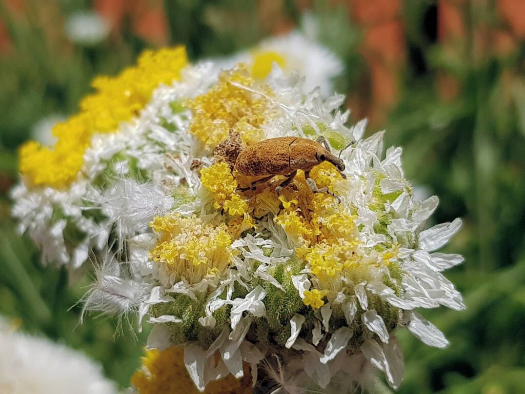 Snout Beetle (genus Lixus, family Curculionidae), Alice Springs NT