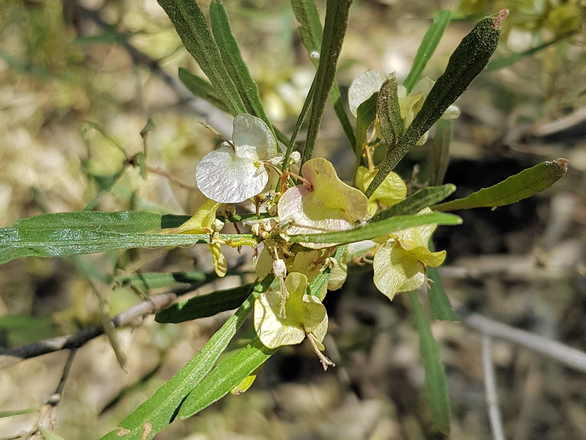 Sticky Hopbush (Dodonaea viscosa), Olive Pink Botanic Garden NT