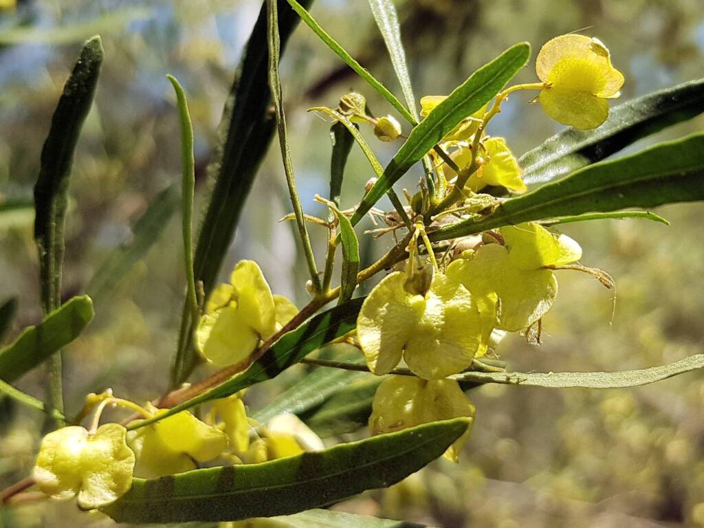 Sticky Hopbush (Dodonaea viscosa), Olive Pink Botanic Garden NT