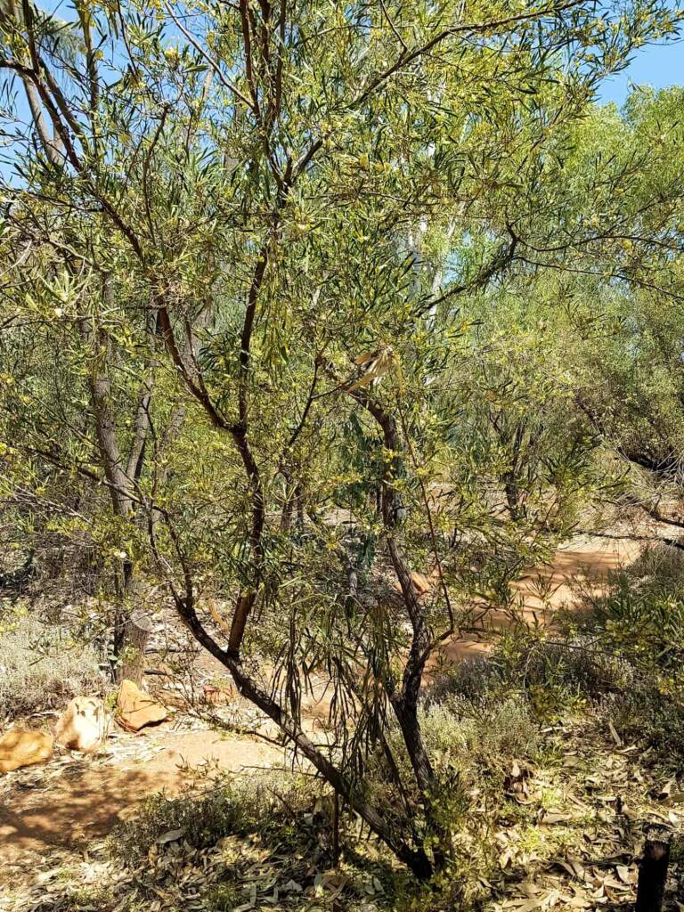 Sticky Hopbush (Dodonaea viscosa), Olive Pink Botanic Garden NT