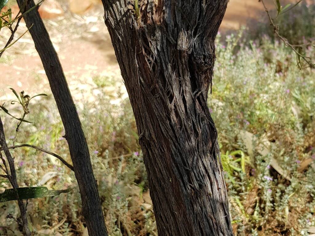 Sticky Hopbush (Dodonaea viscosa), Olive Pink Botanic Garden NT
