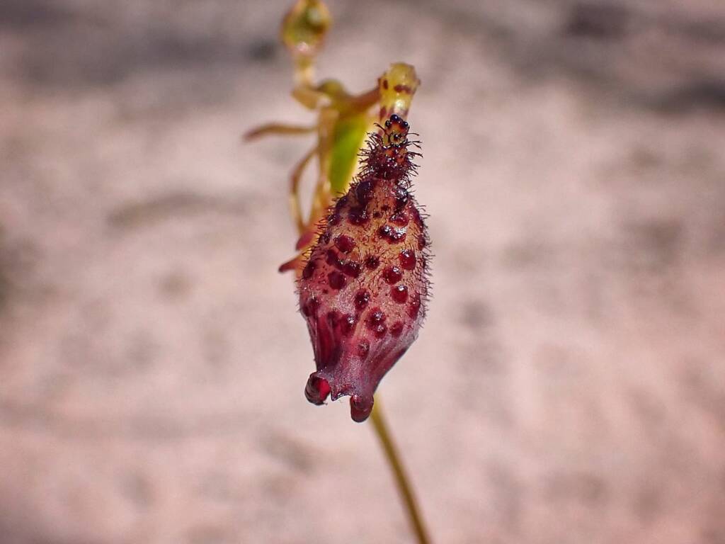 Drakaea livida (Warty Hammer Orchid), Stirling Range National Park WA © Terry Dunham
