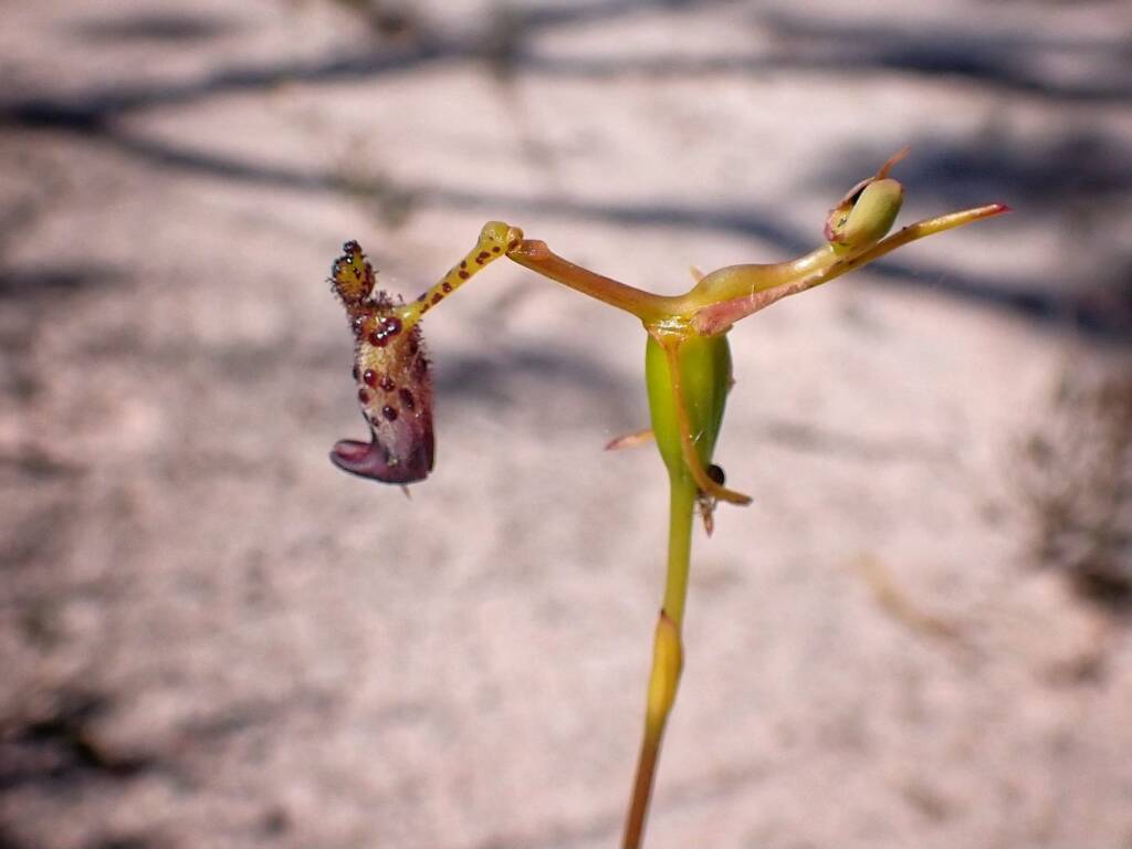 Drakaea livida (Warty Hammer Orchid), Stirling Range National Park WA © Terry Dunham
