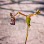 Drakaea livida (Warty Hammer Orchid), Stirling Range National Park WA © Terry Dunham