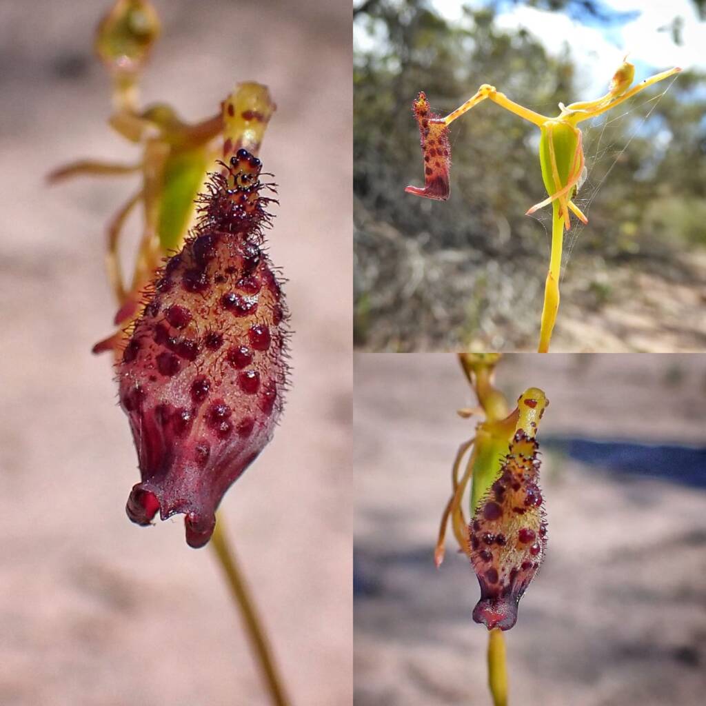 Drakaea livida (Warty Hammer Orchid), Stirling Range National Park WA © Terry Dunham