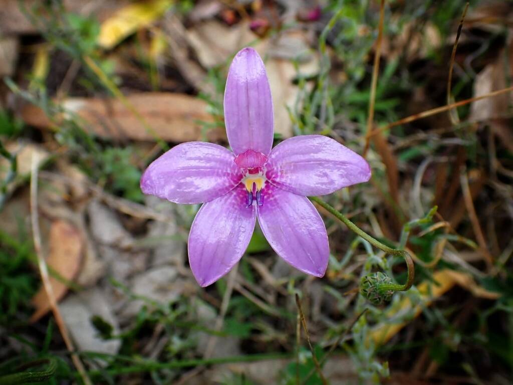 Elythranthera emarginata (Pink Enamel Orchids), Stirling Range National Park WA © Terry Dunham