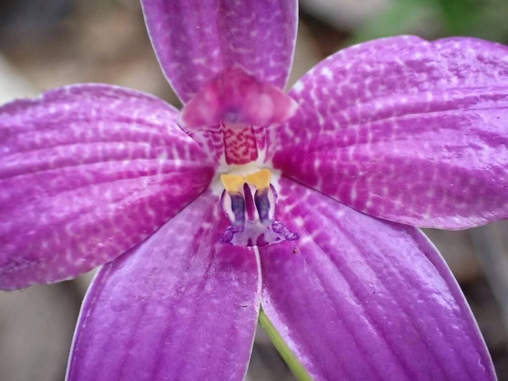 Elythranthera emarginata (Pink Enamel Orchids), Stirling Range National Park WA © Terry Dunham