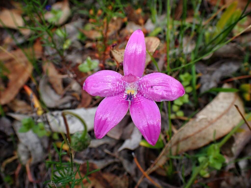Elythranthera emarginata (Pink Enamel Orchids), Stirling Range National Park WA © Terry Dunham