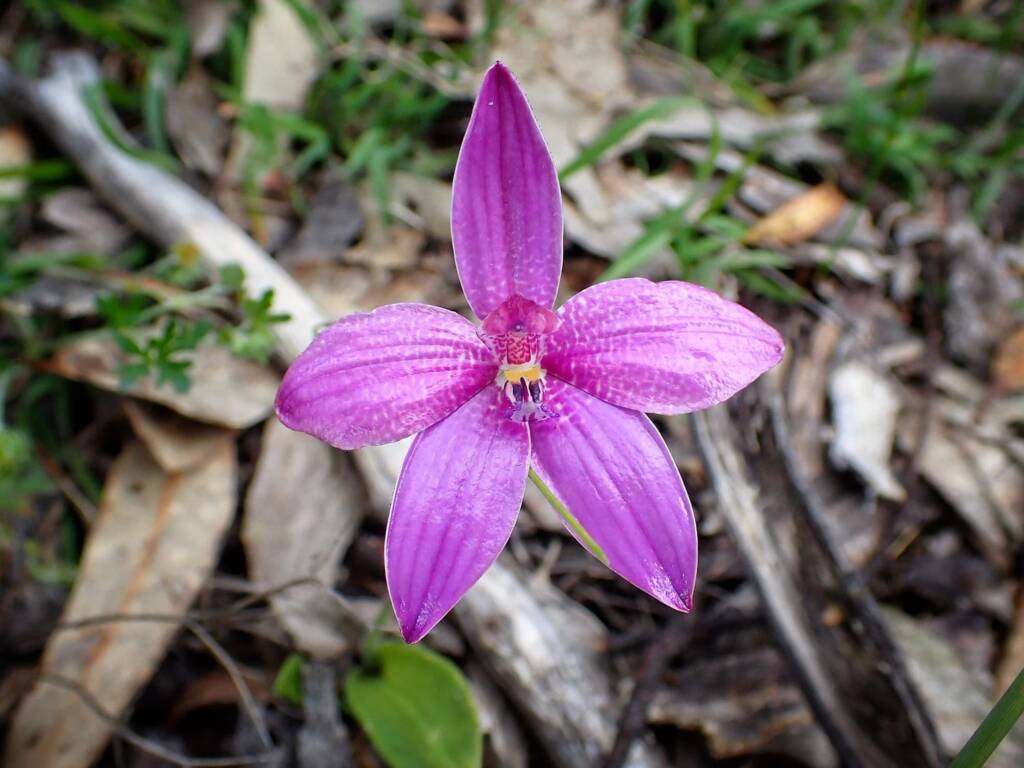 Elythranthera emarginata (Pink Enamel Orchids), Stirling Range National Park WA © Terry Dunham