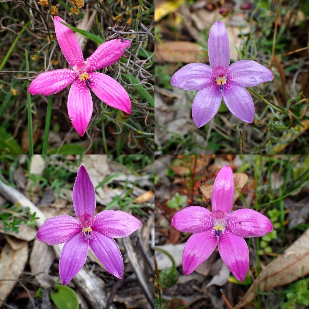 Elythranthera emarginata (Pink Enamel Orchids), Stirling Range National Park WA © Terry Dunham
