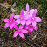 Elythranthera emarginata (Pink Enamel Orchids), Stirling Range National Park WA © Terry Dunham