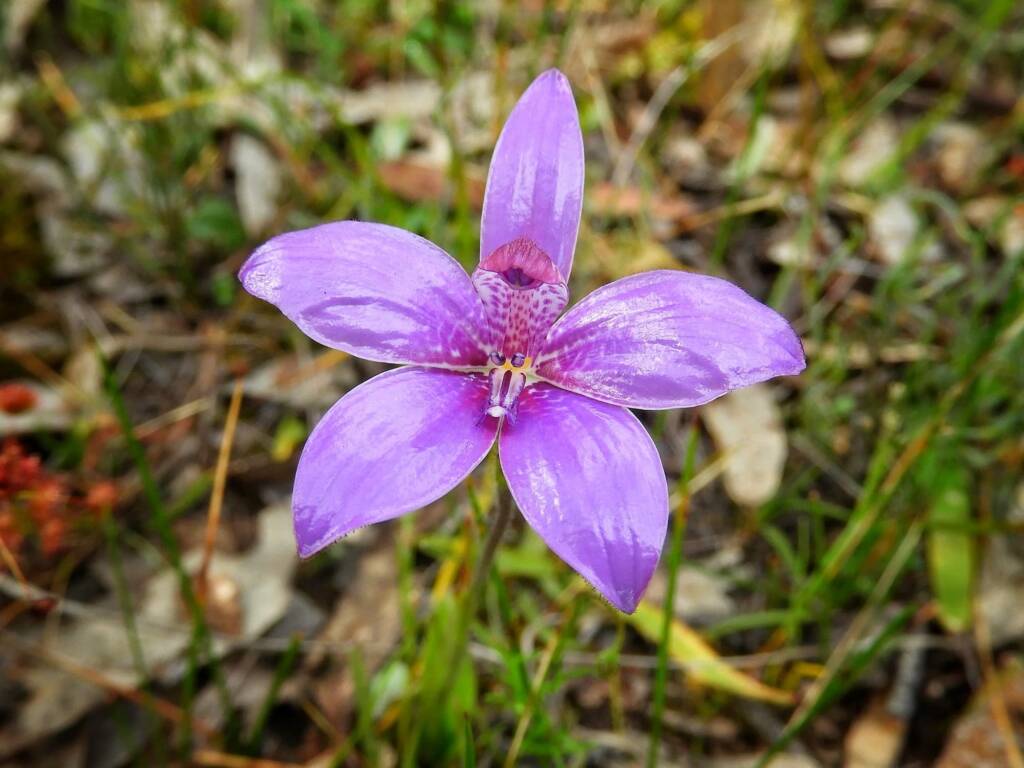 Elythranthera emarginata (Pink Enamel Orchids), Stirling Range National Park WA © Terry Dunham