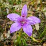 Elythranthera emarginata (Pink Enamel Orchids), Stirling Range National Park WA © Terry Dunham